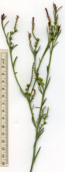  Stillingia linearifolia